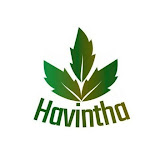 Havintha