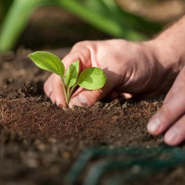 Cocopeat Block Organic Fertilizer and Soil Manure Potting Mixture for Home Gardening and Potted Plants (1 KG) - Image 2