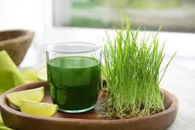 Best Organic Wheatgrass